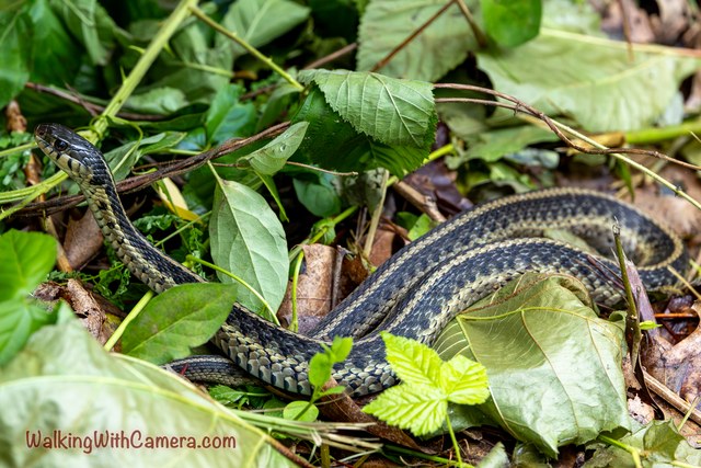 A striped snake curves through a patch of green leaves and fallen plant material. The contrasting lines along its body follow each bend.