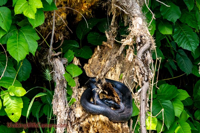 A dark snake is coiled on a broken section of wood among green leaves. The loops of its body follow the uneven surface of the trunk.