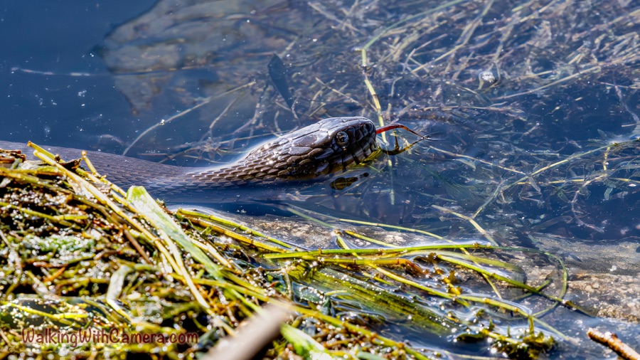 A snake’s patterned head at the water’s surface beside floating vegetation.