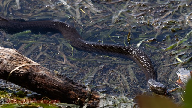 A dark snake moves through shallow water beside a fallen branch. Its curved body and head remain visible among submerged leaves and grasses.