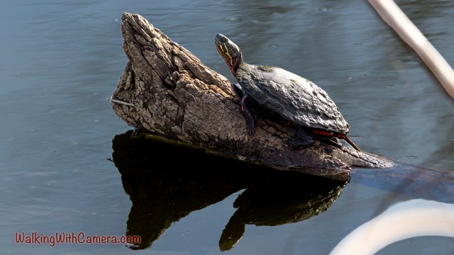 A turtle rests on an angled piece of wood with its head raised above the water.