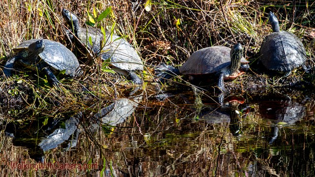 Several turtles rest together on a grassy bank beside water. Their shells, stretched necks, and reflections create a cluster of shapes along the shoreline.
