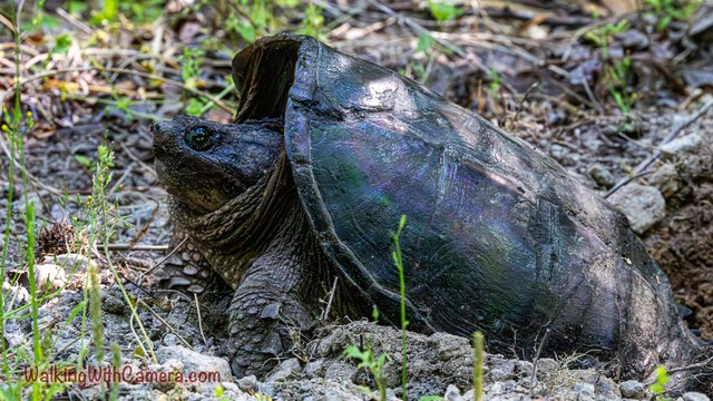 A large snapping turtle rests on the ground, its ridged shell and extended neck clearly visible.
