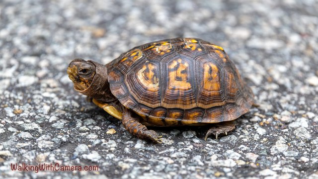 A box turtle stands on a rough paved surface. Yellow and orange markings divide its domed shell into distinct panels, with its head and feet visible below.